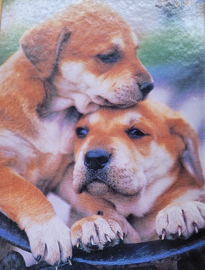 PUZZLE CHIENS